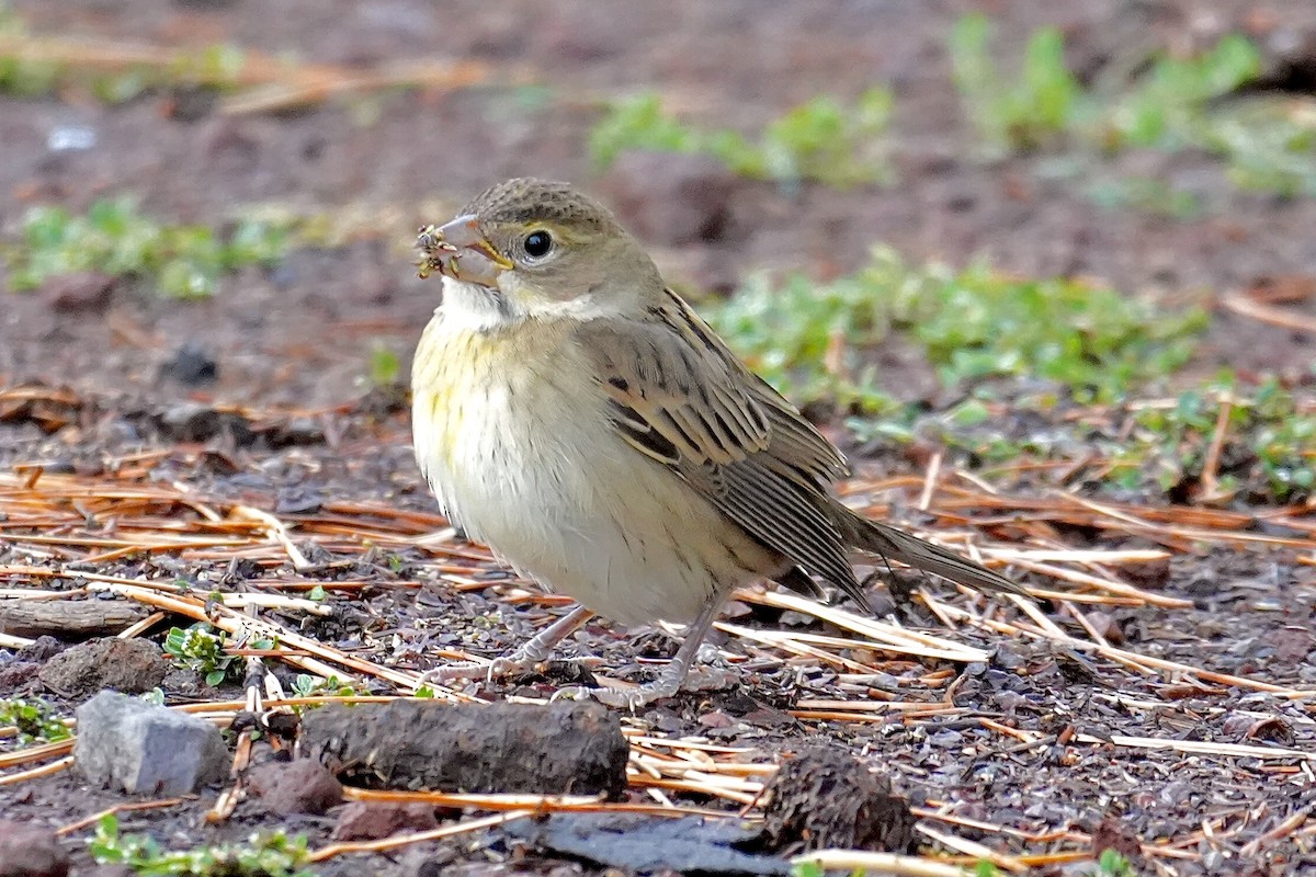 Dickcissel - ML643463126