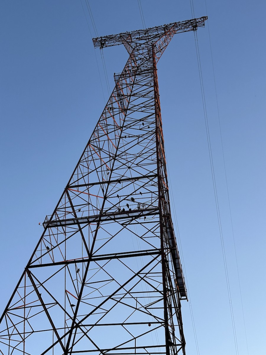 Урубу - ML643463137