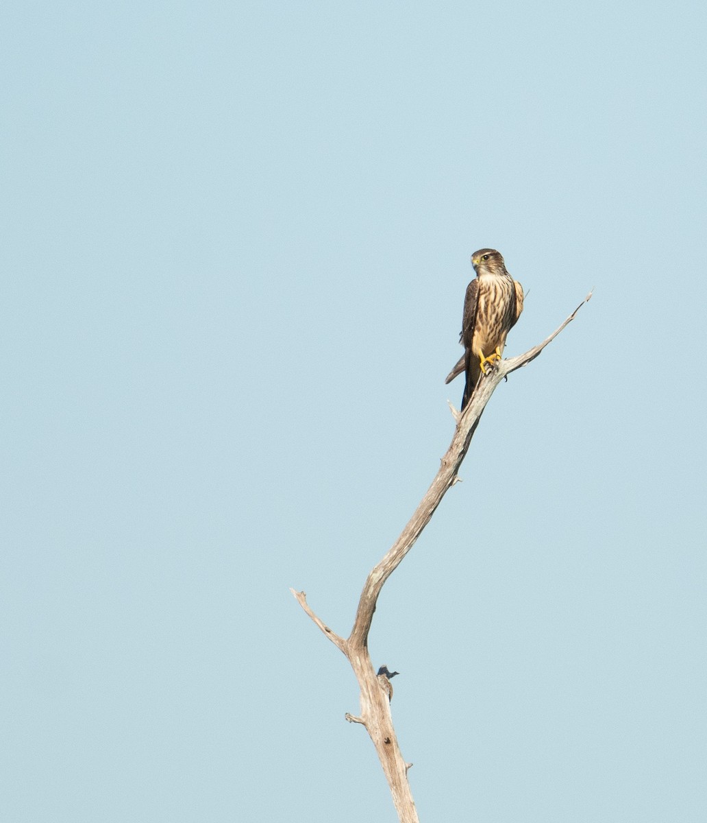 コチョウゲンボウ（columbarius） - ML643463139