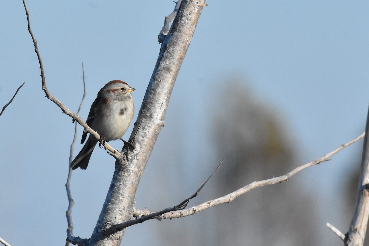 American Tree Sparrow - ML643463174