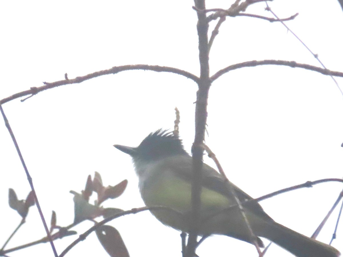 Dusky-capped Flycatcher - ML643463184