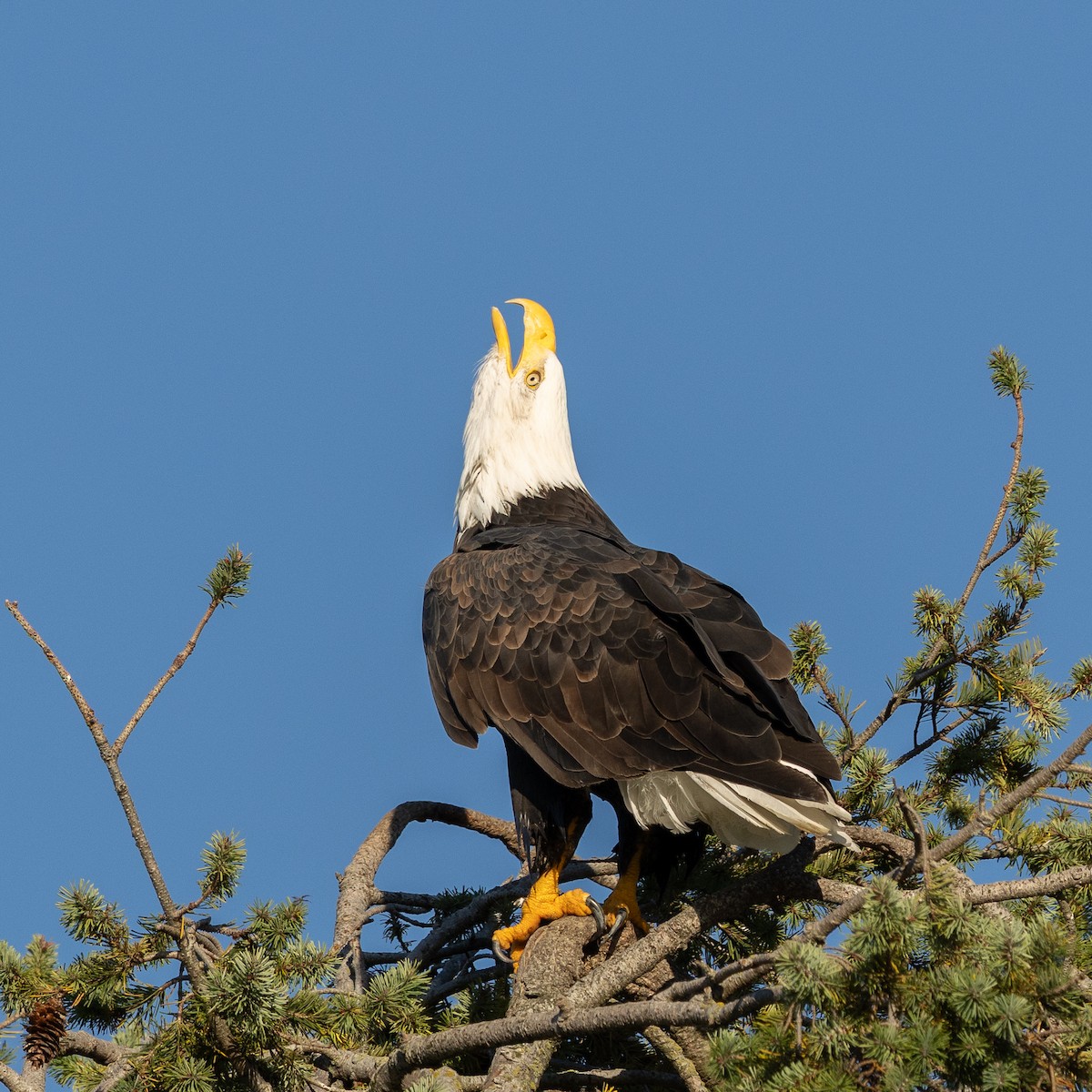 ハクトウワシ - ML643463186