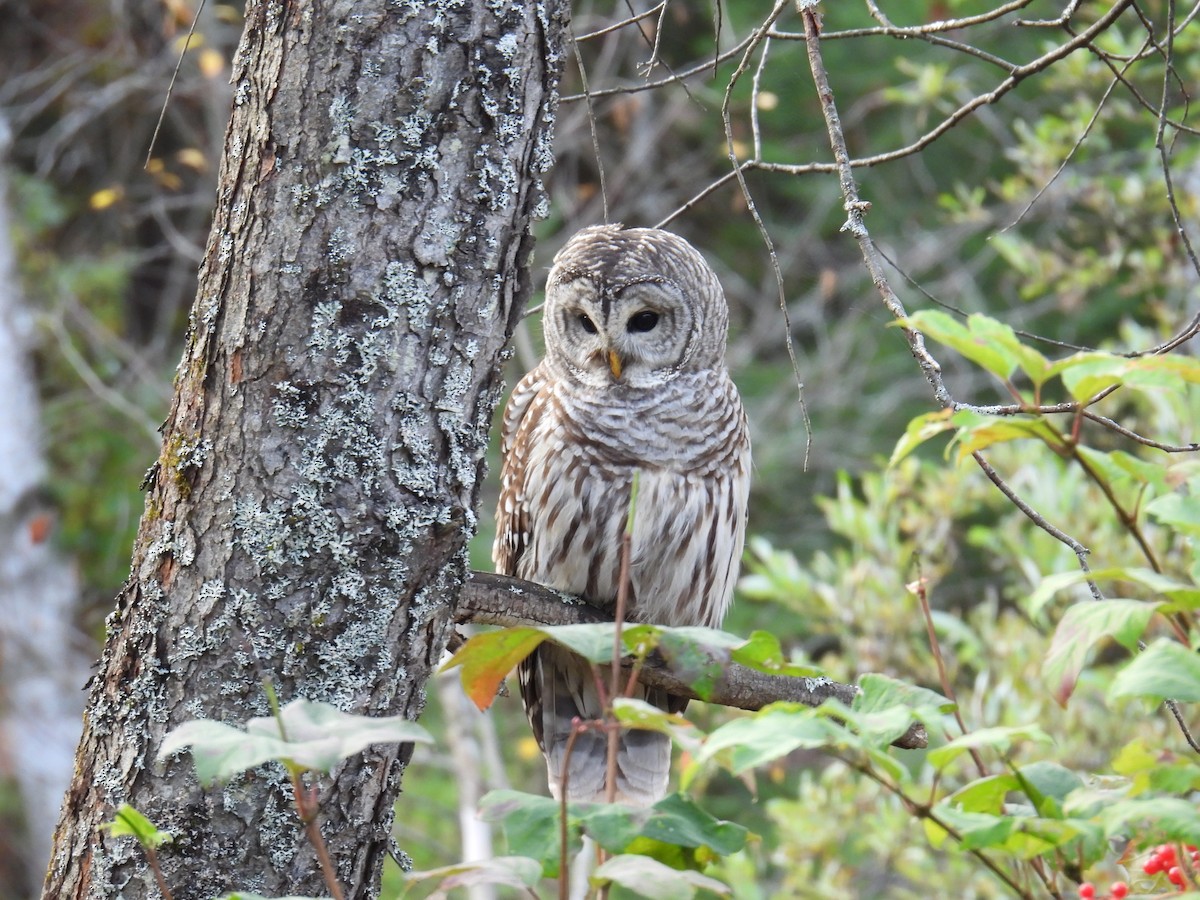 Barred Owl - ML643463204