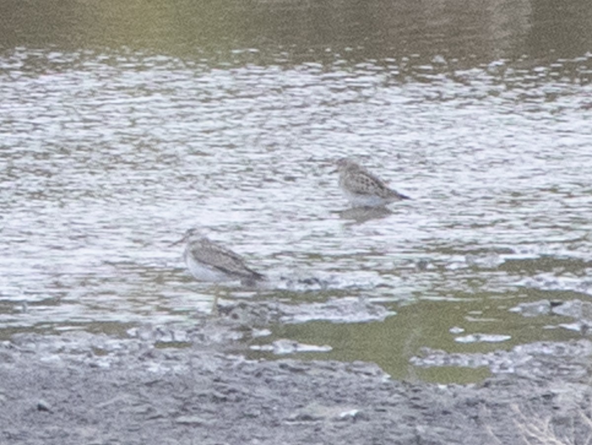 Pectoral Sandpiper - ML643463205