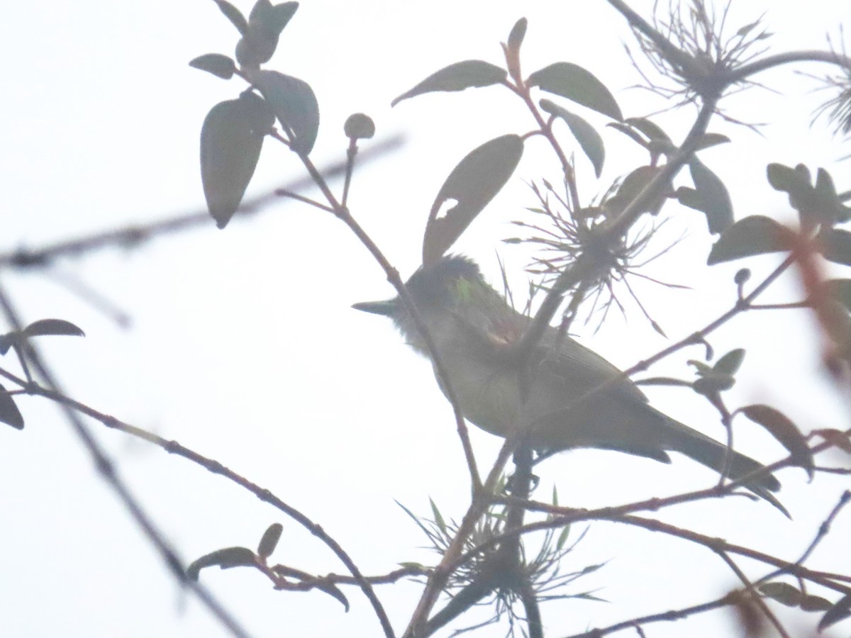 Dusky-capped Flycatcher - ML643463207