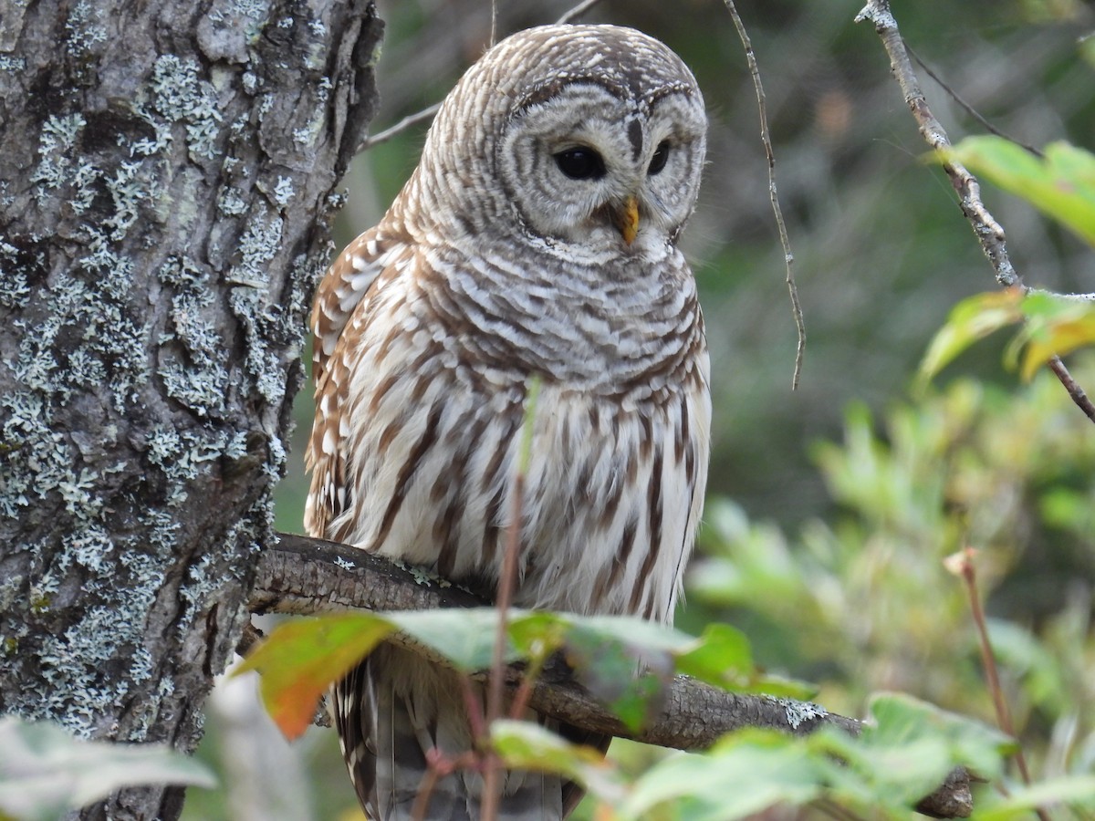 Barred Owl - ML643463214