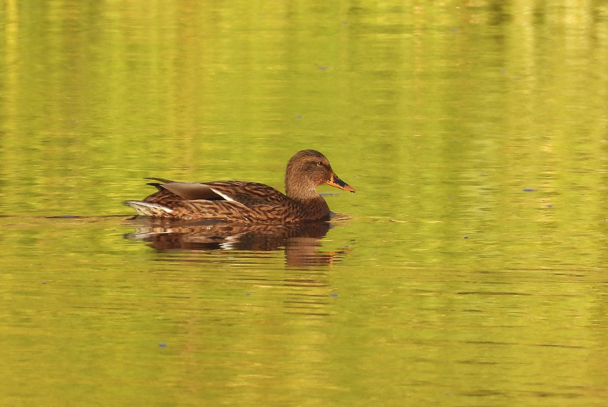Mallard - ML643463218