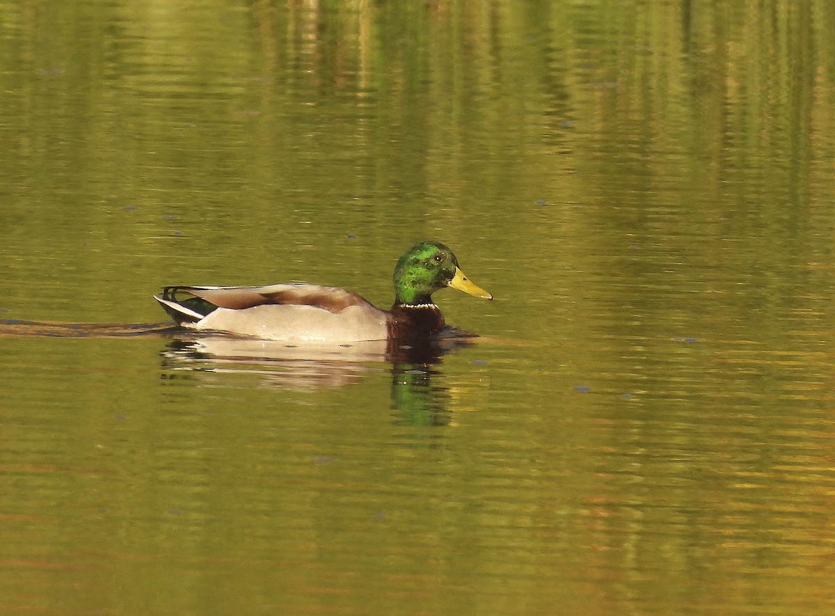 Mallard - ML643463221