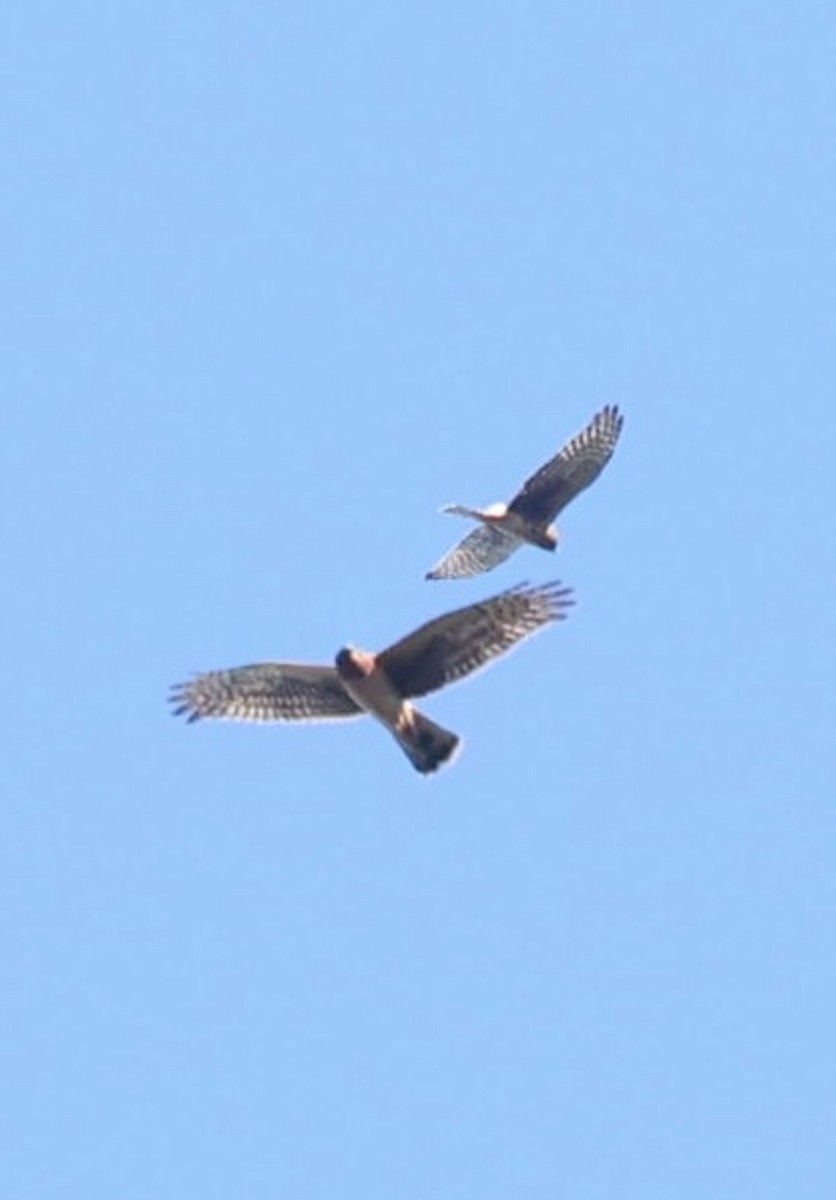 Northern Harrier - ML643463231