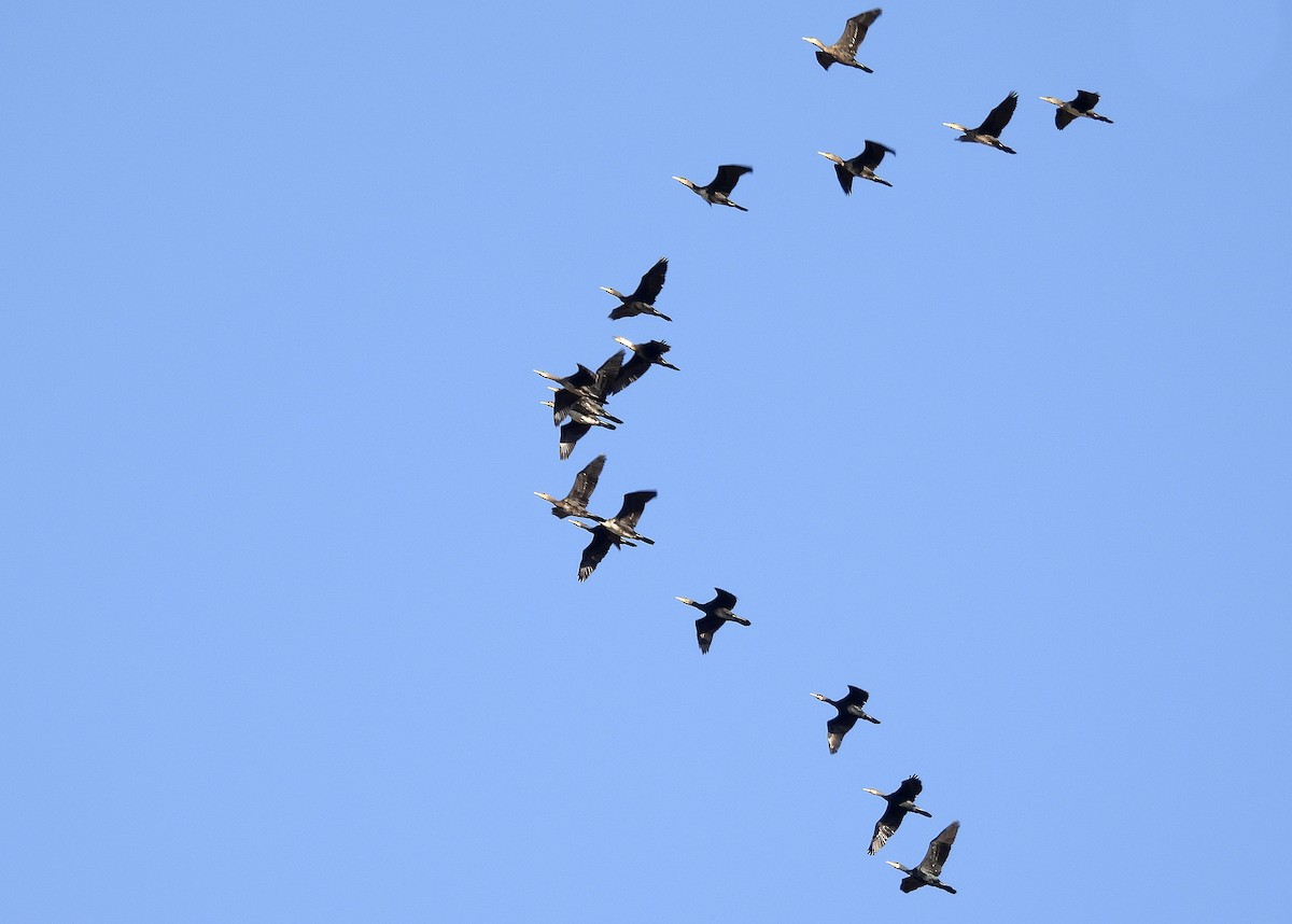 Cormorano - ML643463234