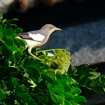 White-shouldered Starling - ML643463263