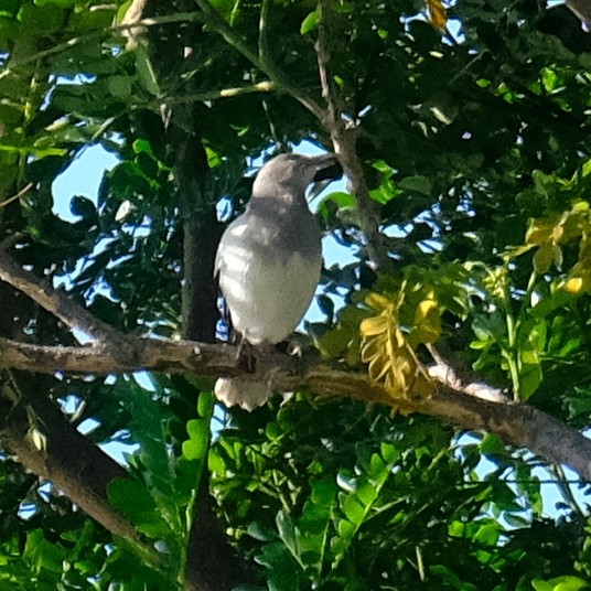 White-shouldered Starling - ML643463264