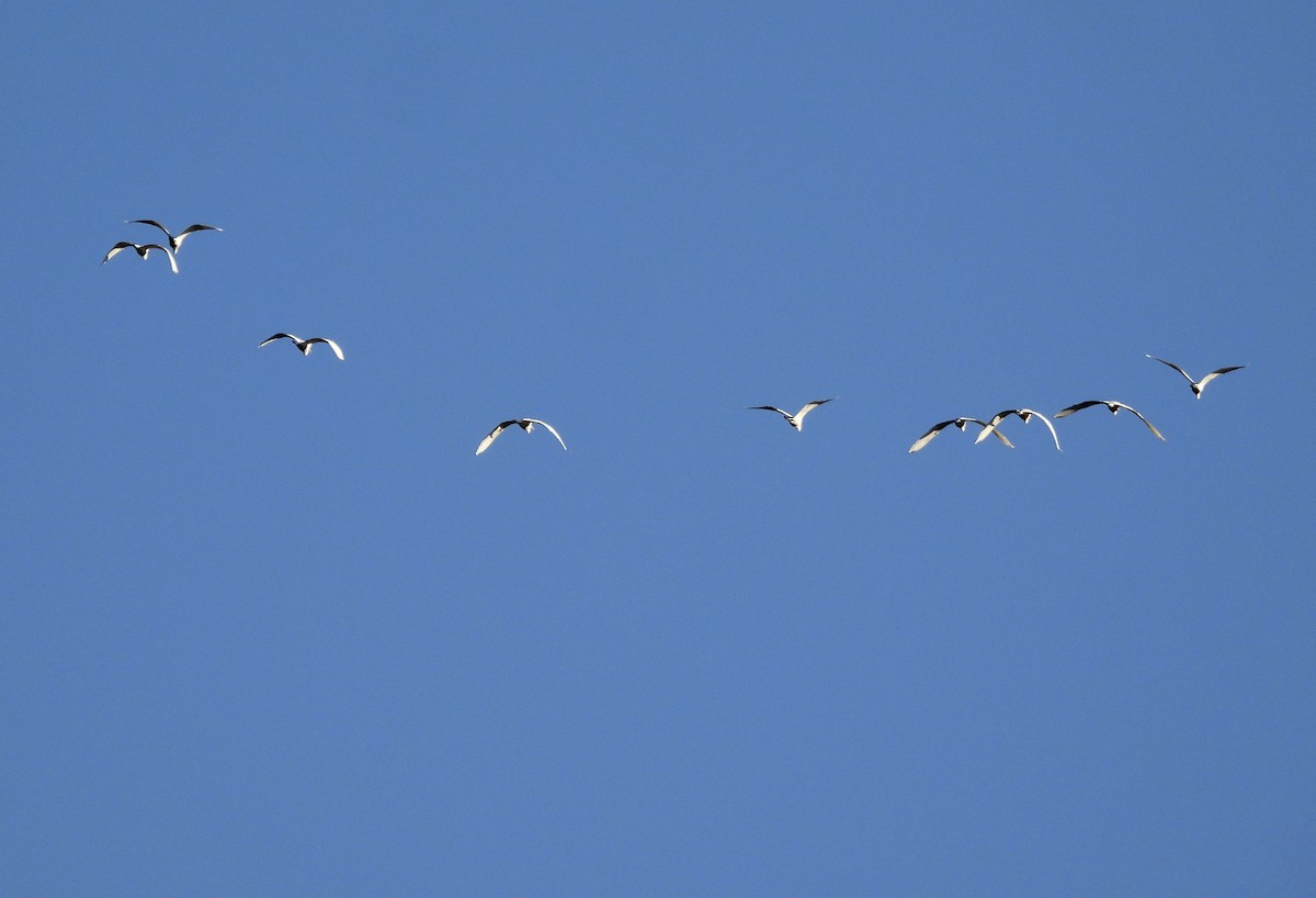 Great Egret - ML643463265