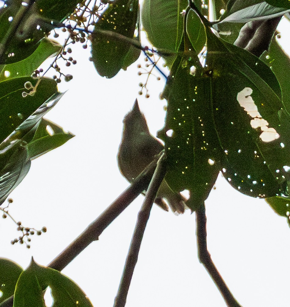 gråmaursmett - ML643463276