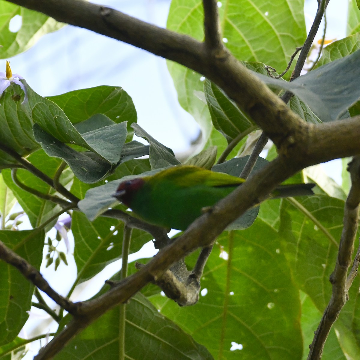 Bay-headed Tanager - ML643463279