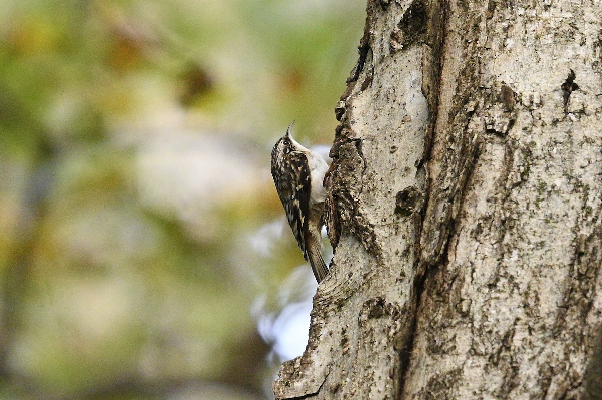 Brown Creeper - ML643463282