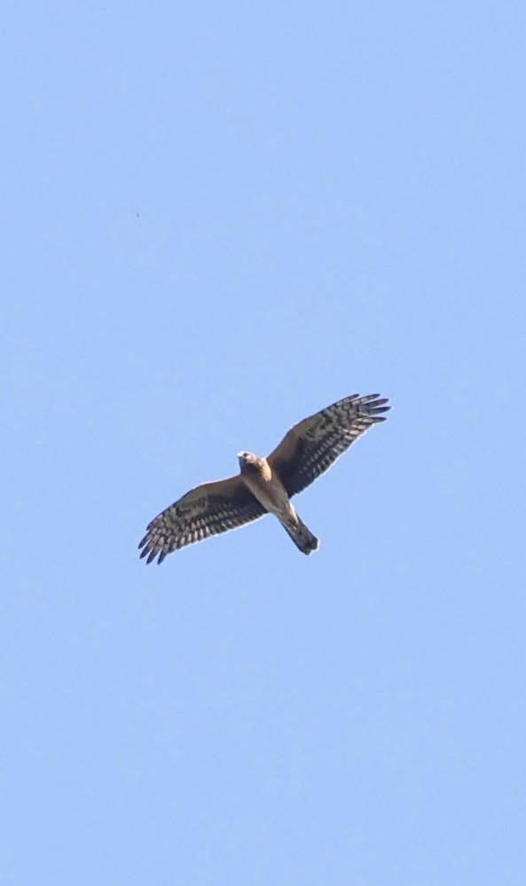 Northern Harrier - ML643463284