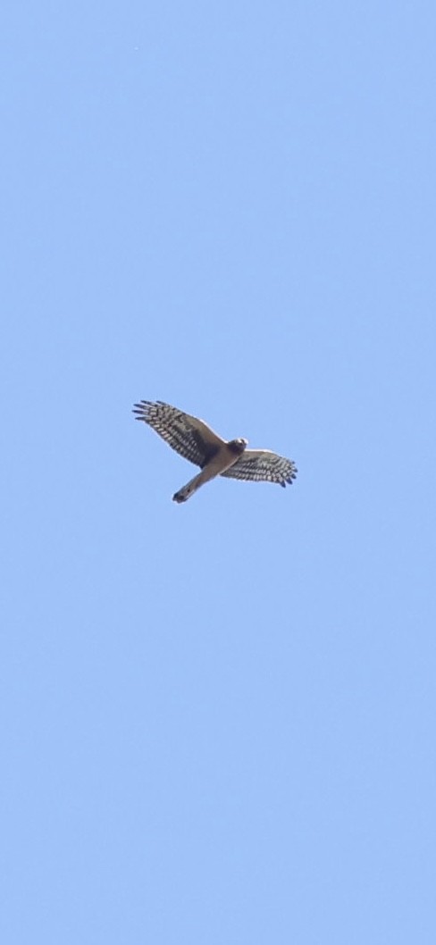 Northern Harrier - ML643463285