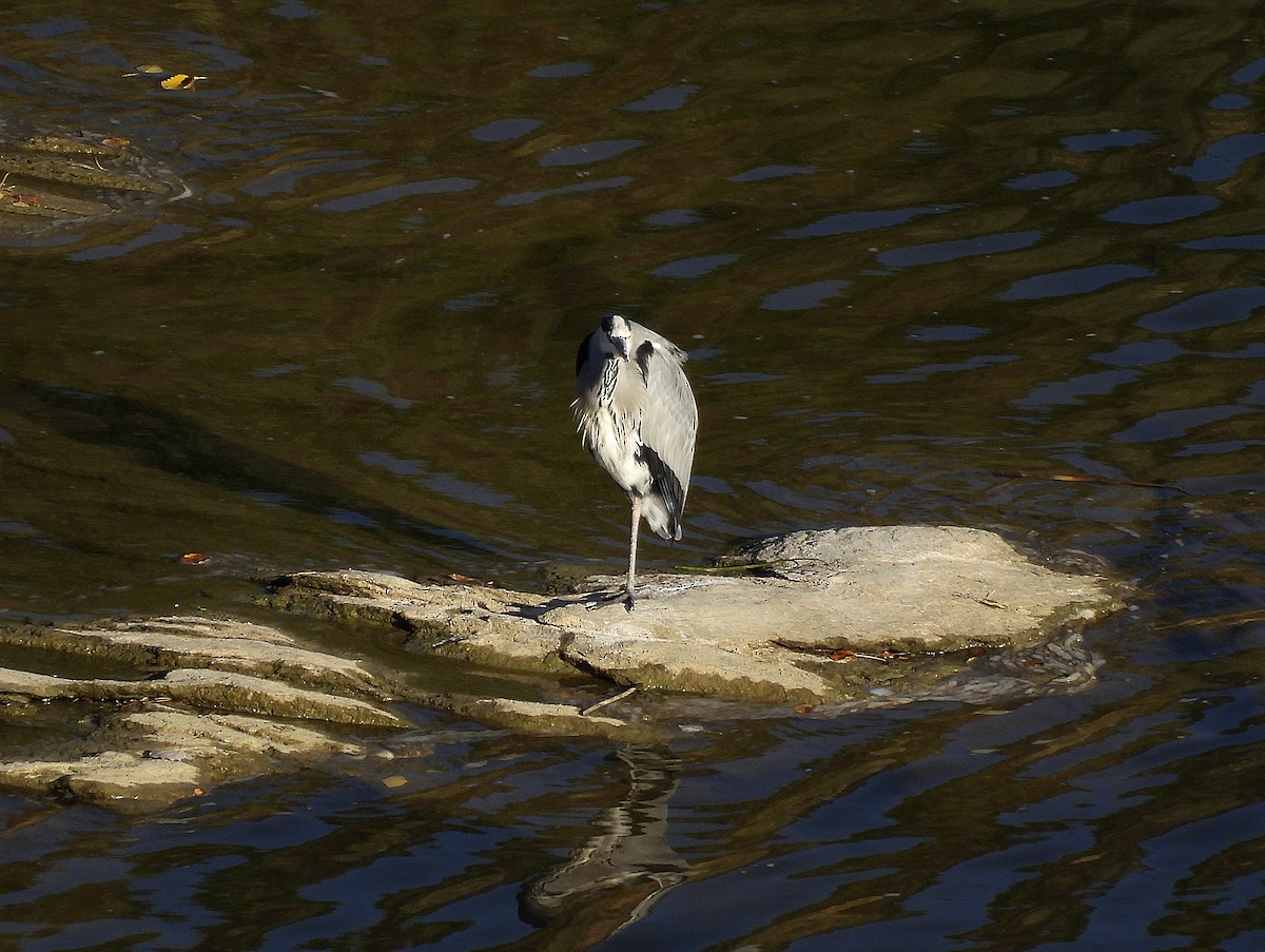 Gray Heron - ML643463286