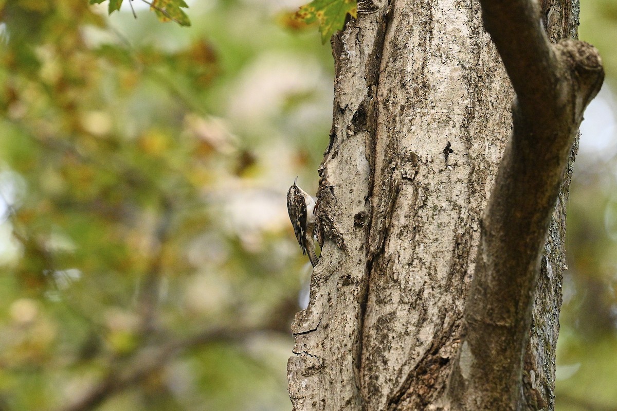 Brown Creeper - ML643463290