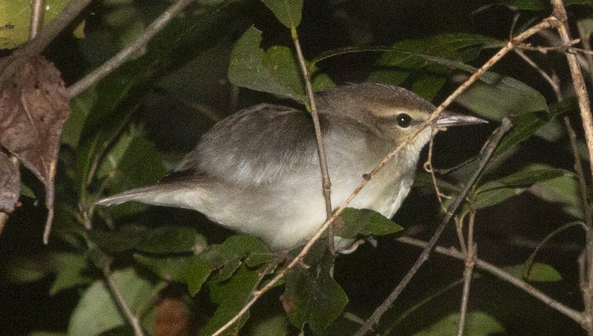 Swainson's Warbler - ML643463294
