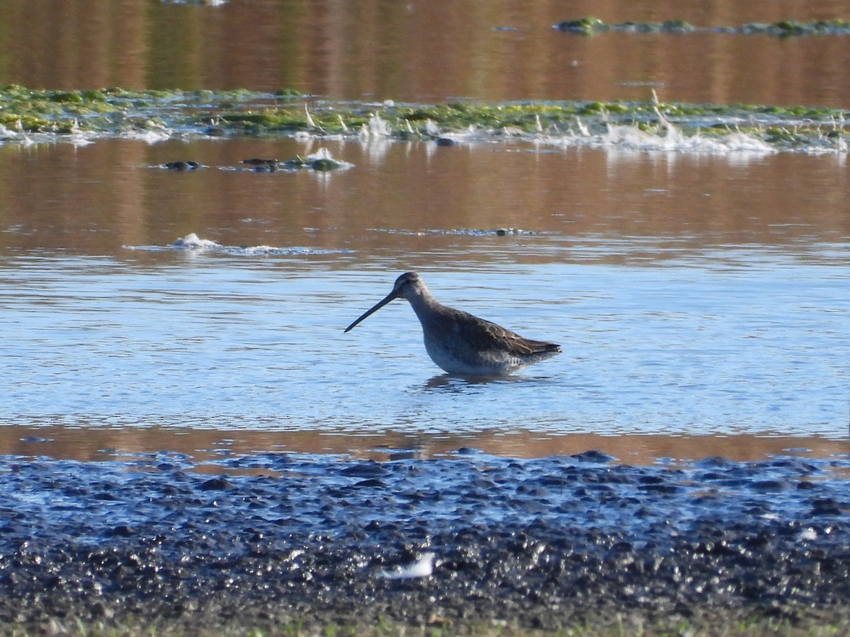 Long-billed Dowitcher - ML643463304