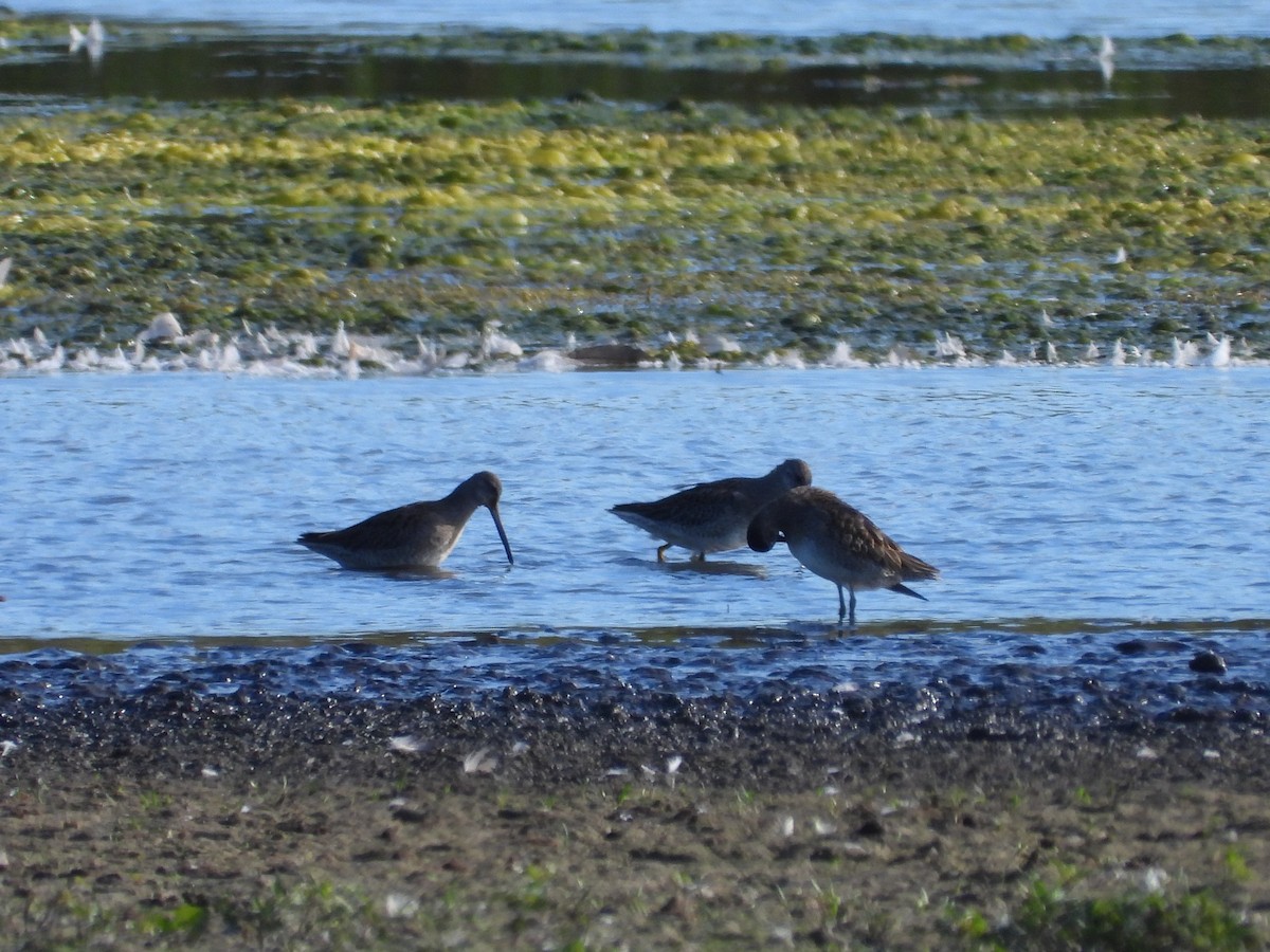 Long-billed Dowitcher - ML643463305
