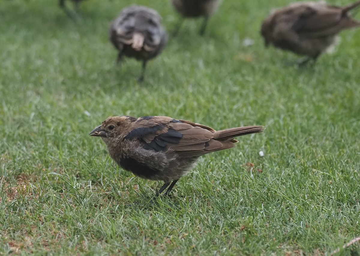 Brown-headed Cowbird - ML643463307