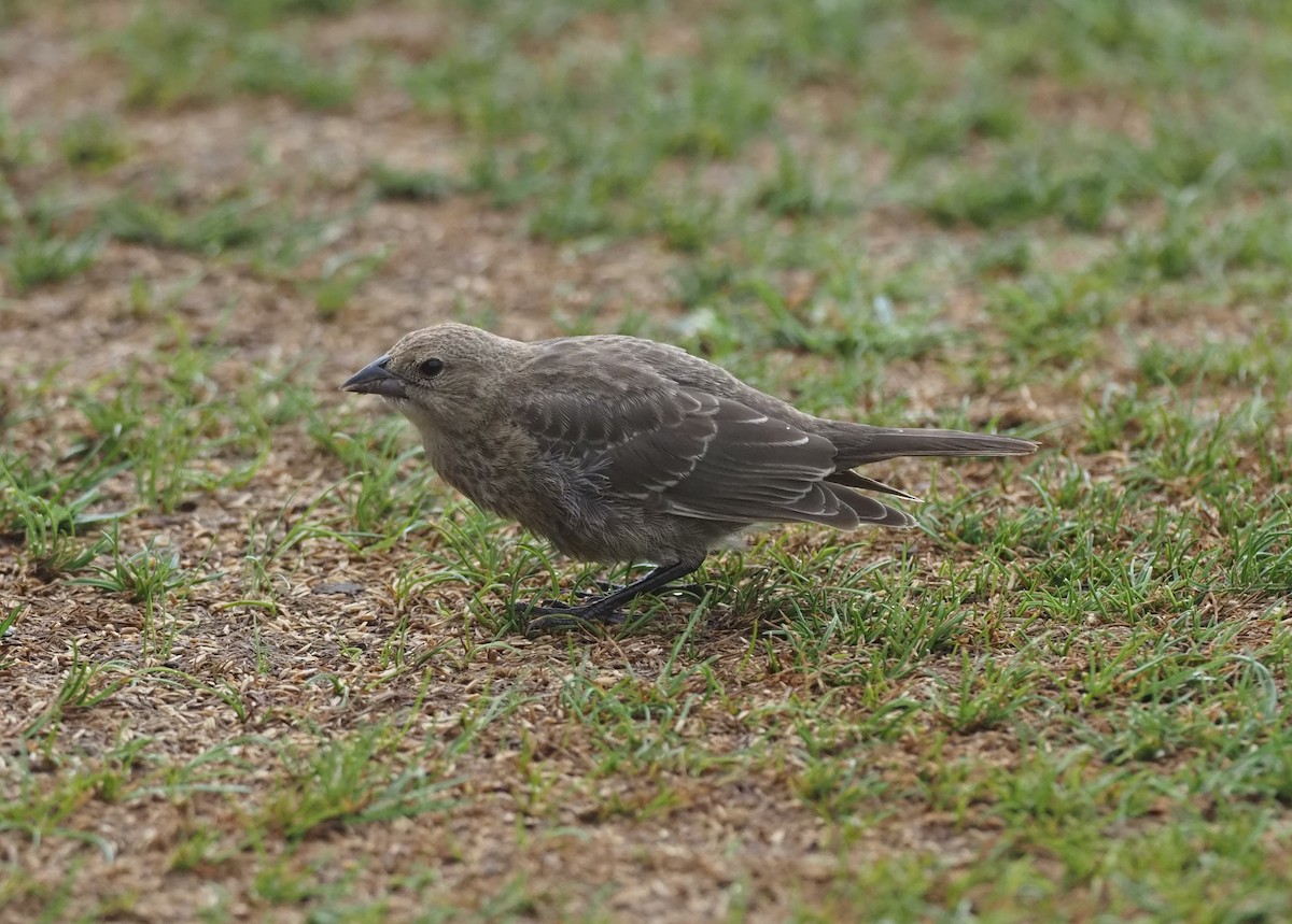 Brown-headed Cowbird - ML643463308
