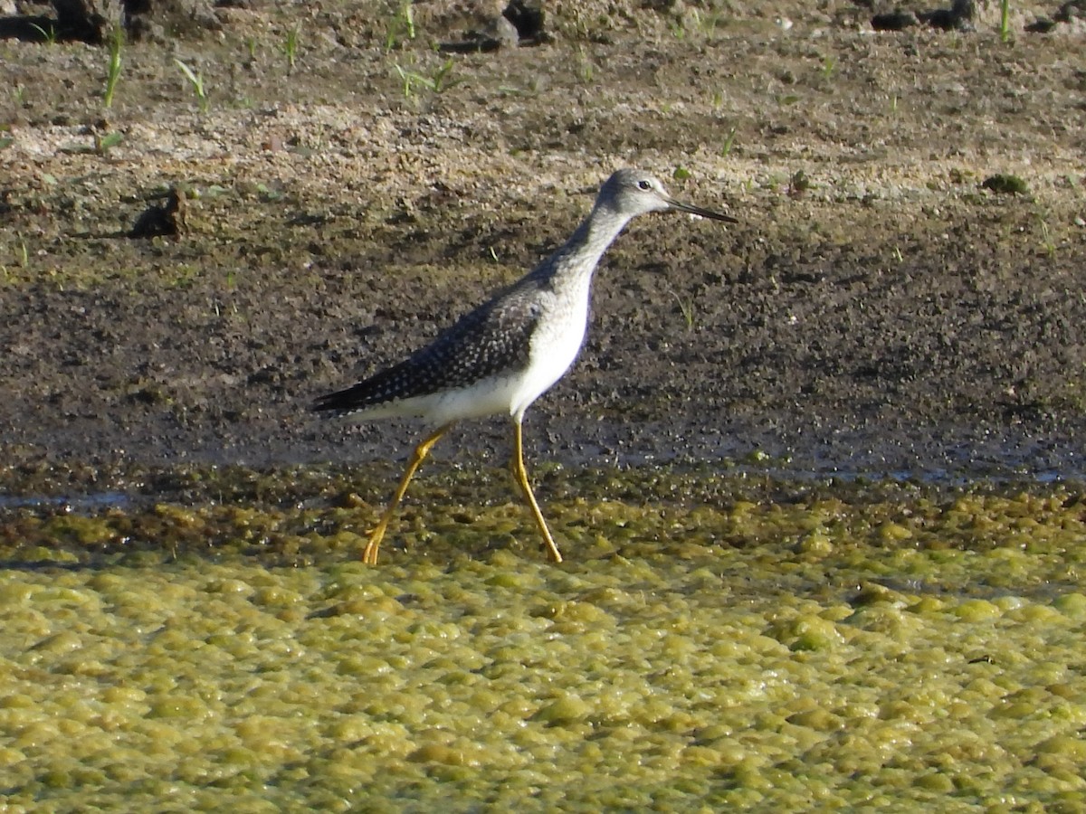 Greater Yellowlegs - ML643463327