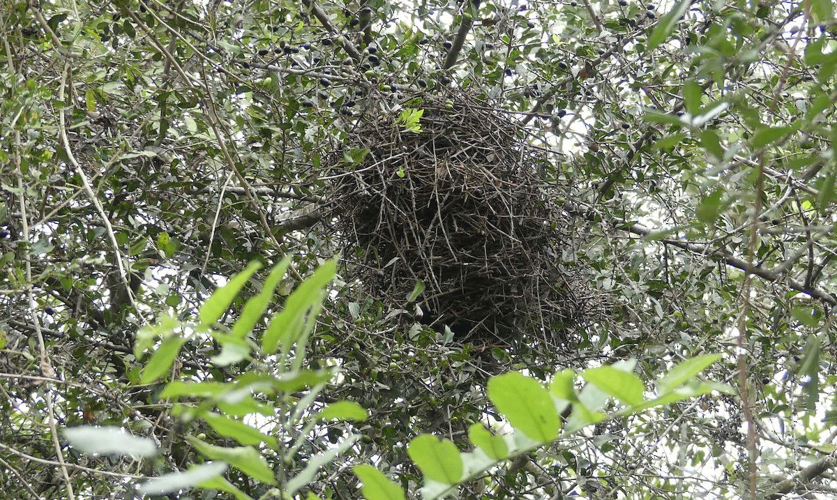 Kolyeli Dikenkuyruk - ML643463330