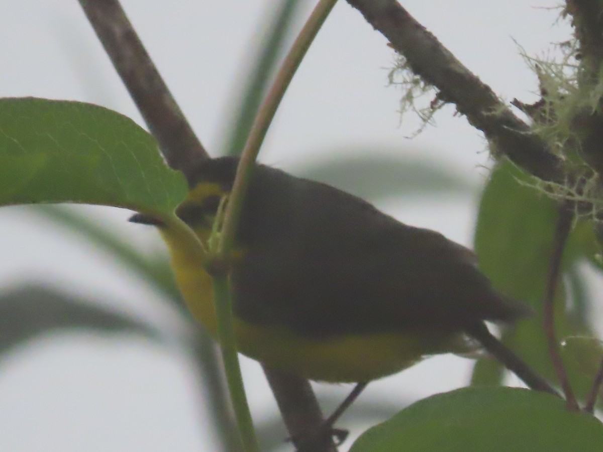 Spectacled Redstart - ML643463335