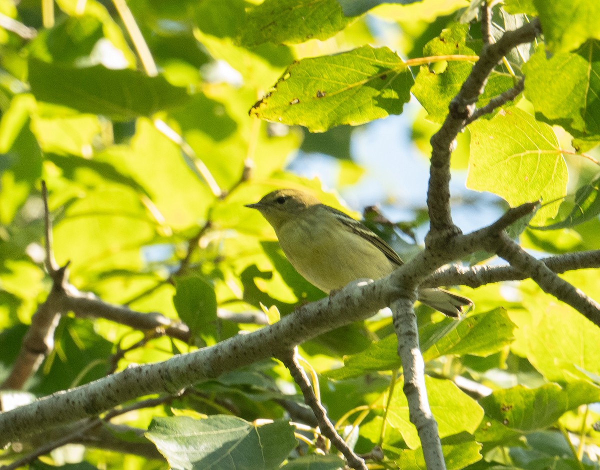 ズグロアメリカムシクイ - ML643463340