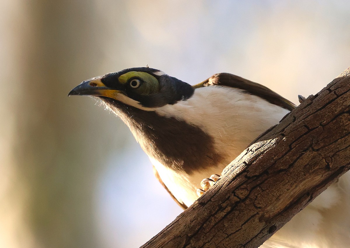 Blue-faced Honeyeater - ML643463345