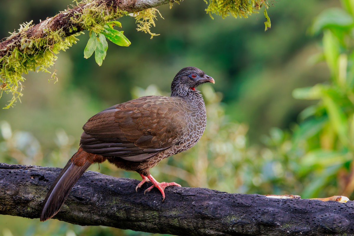 Andean Guan - ML643463352