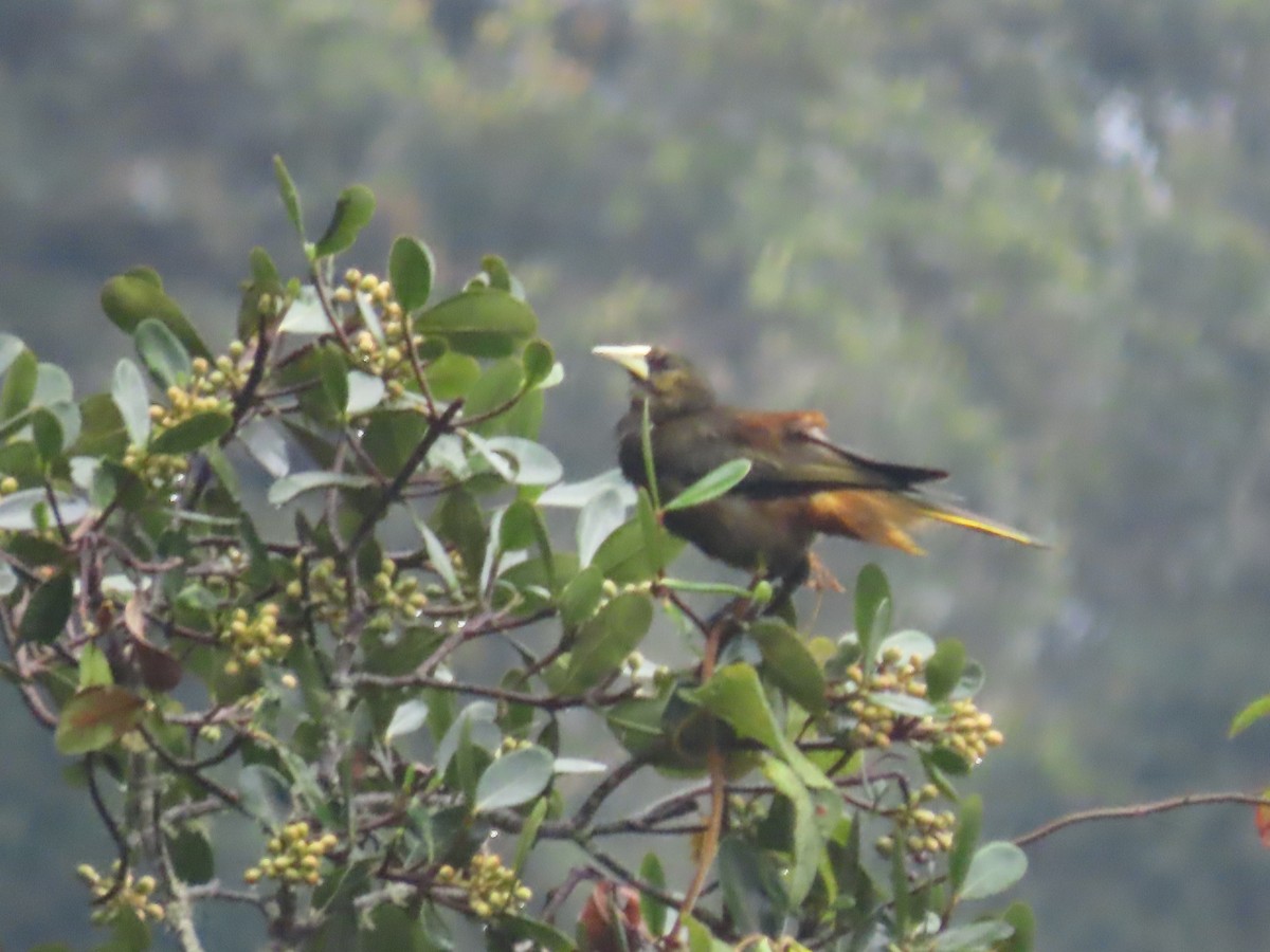 Dusky-green Oropendola - ML643463359