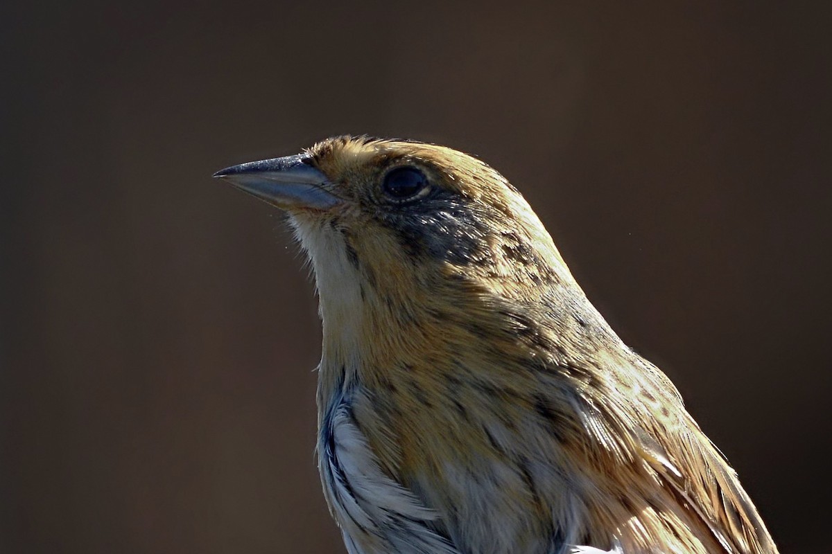 Nelson's Sparrow - ML643463366