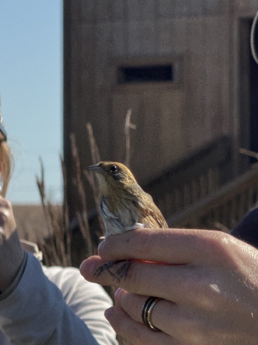 Nelson's Sparrow - ML643463367