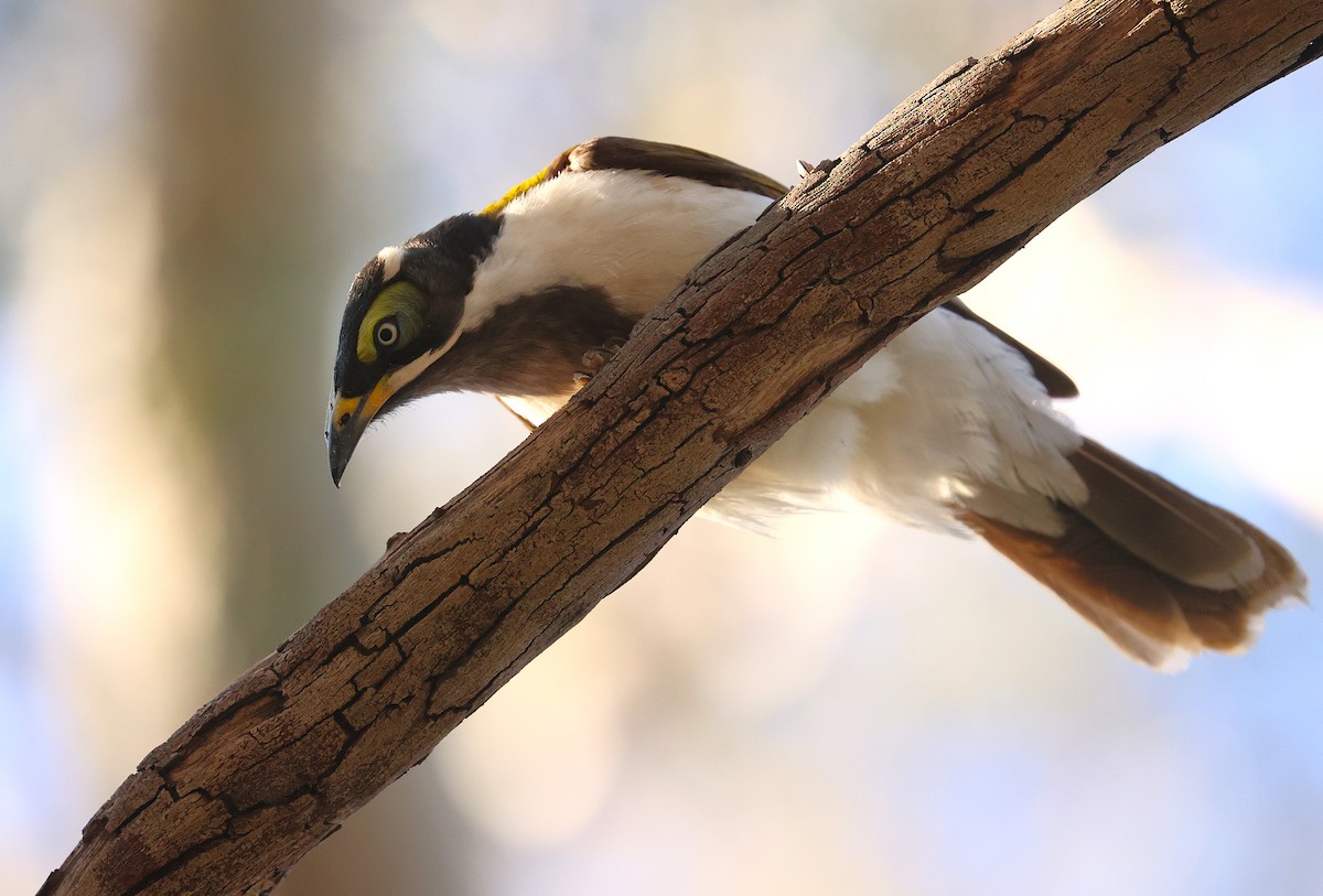 Blue-faced Honeyeater - ML643463369