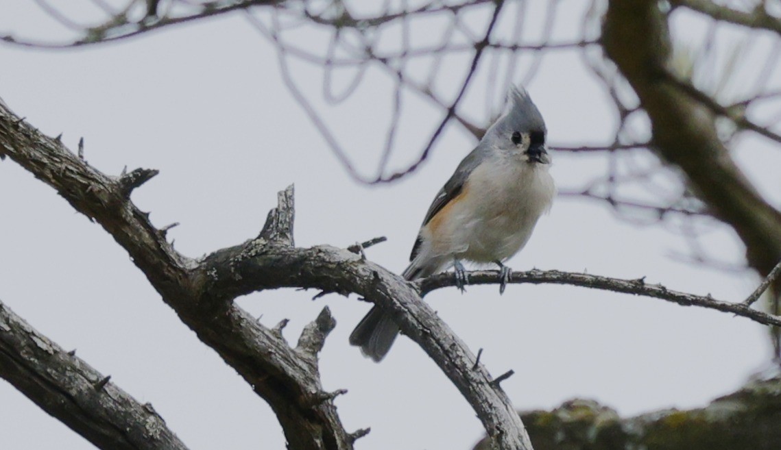 Tufted Titmouse - ML643463371