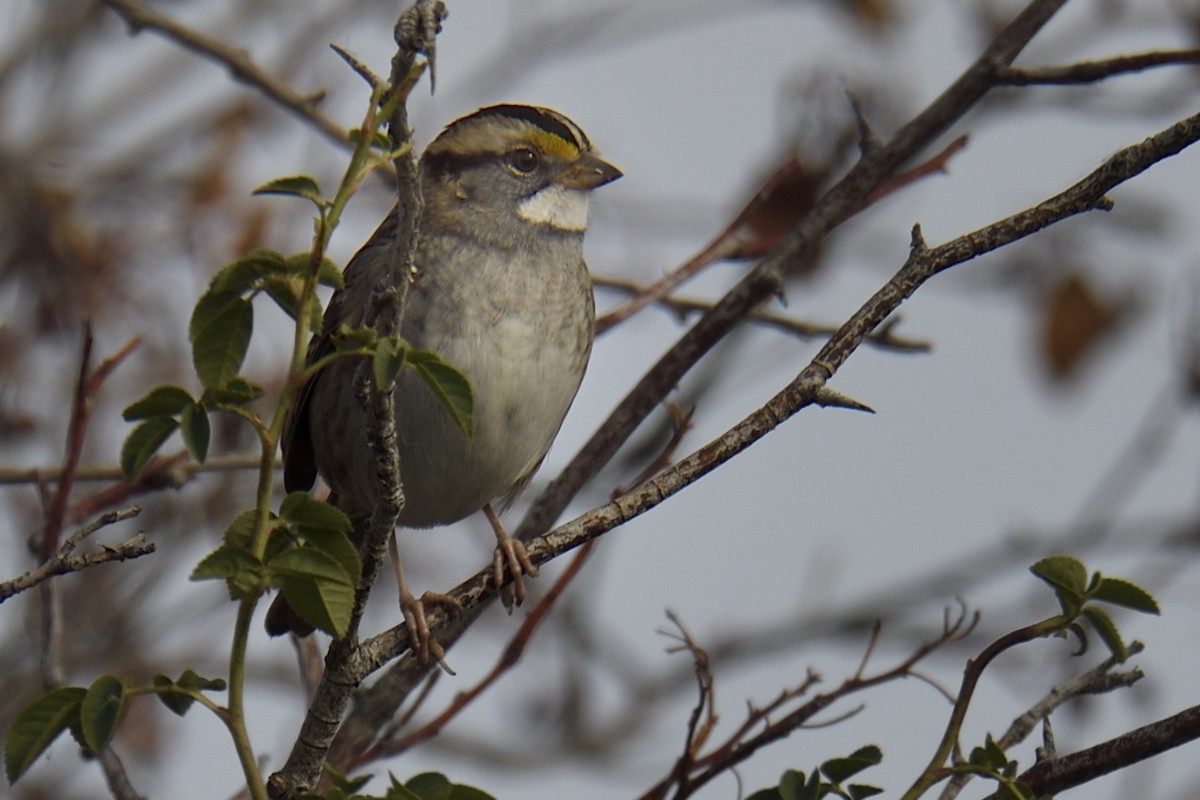White-throated Sparrow - ML643463372