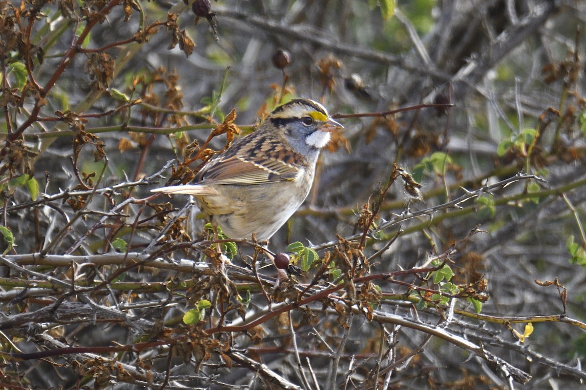 White-throated Sparrow - ML643463373
