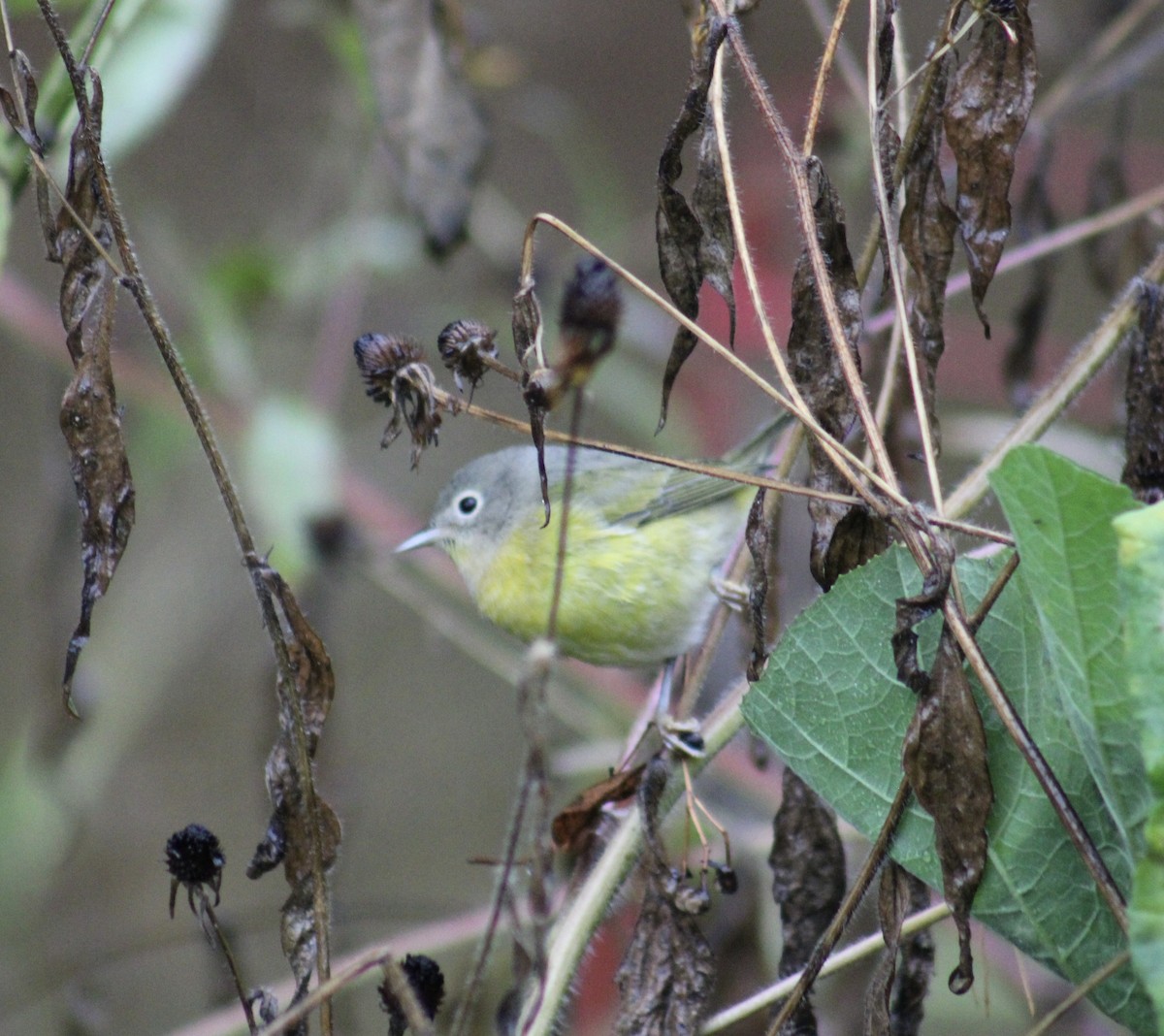 Nashville Warbler - ML643463375
