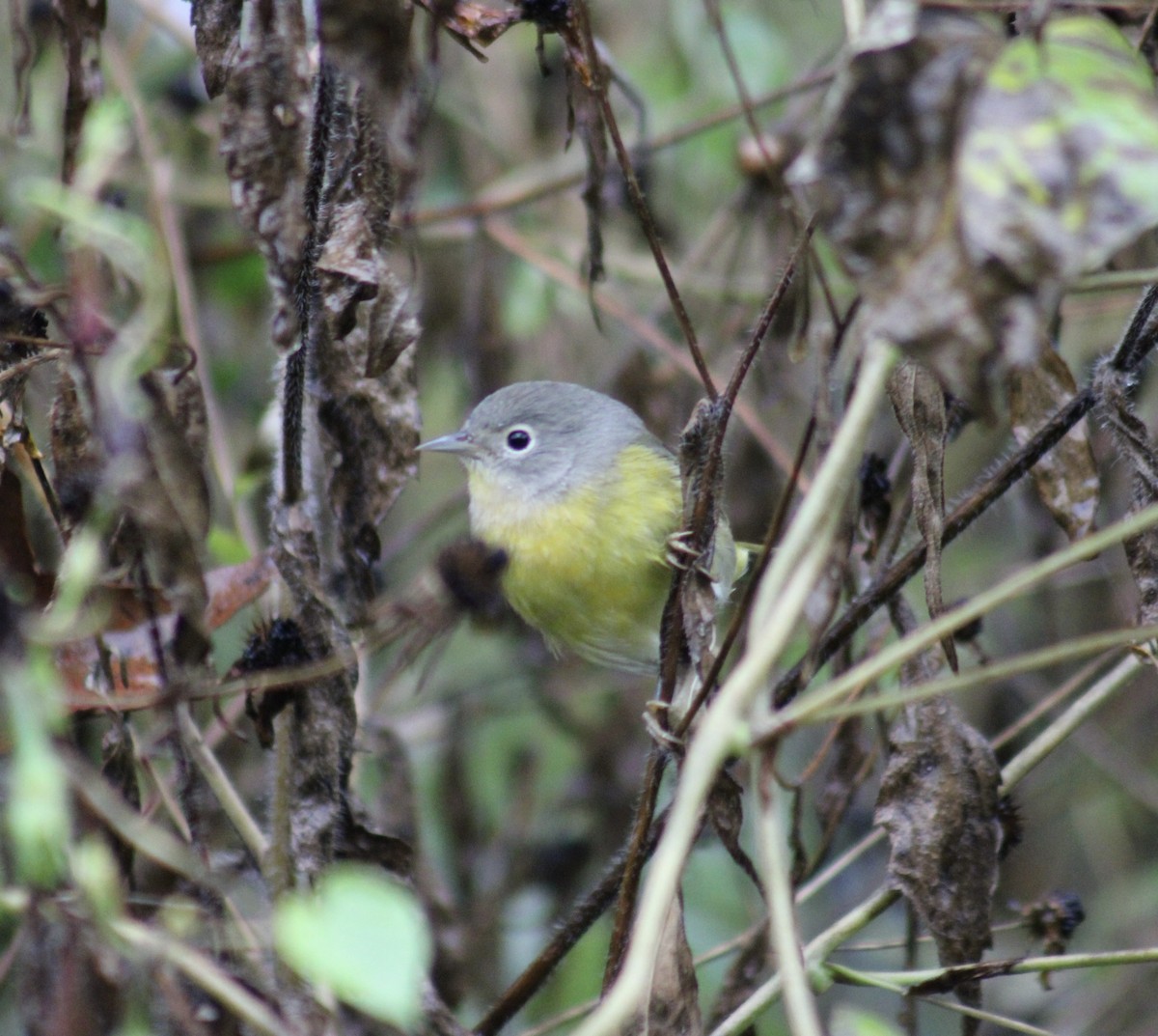 Nashville Warbler - ML643463376