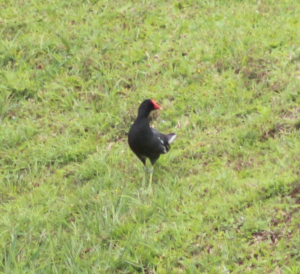 Uroilo amerikarra - ML643463378