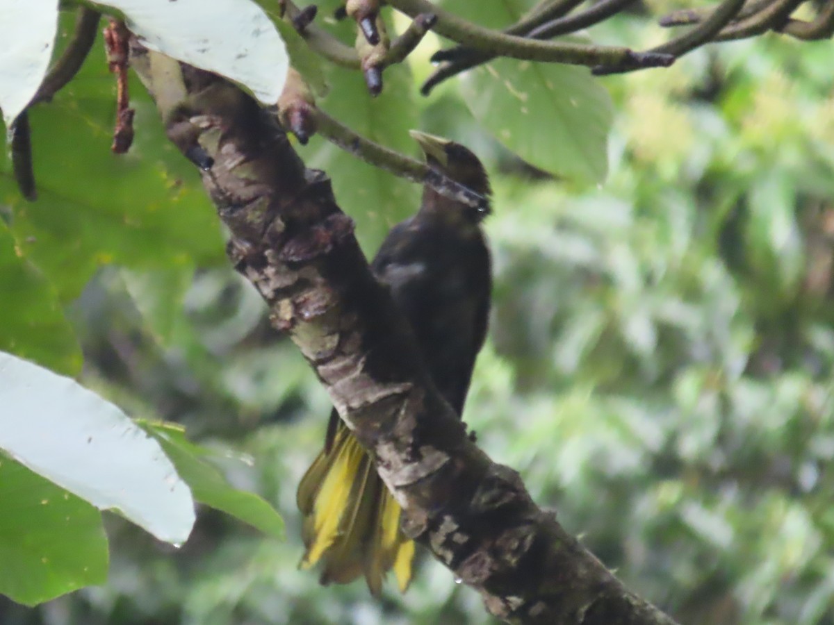 Dusky-green Oropendola - ML643463379