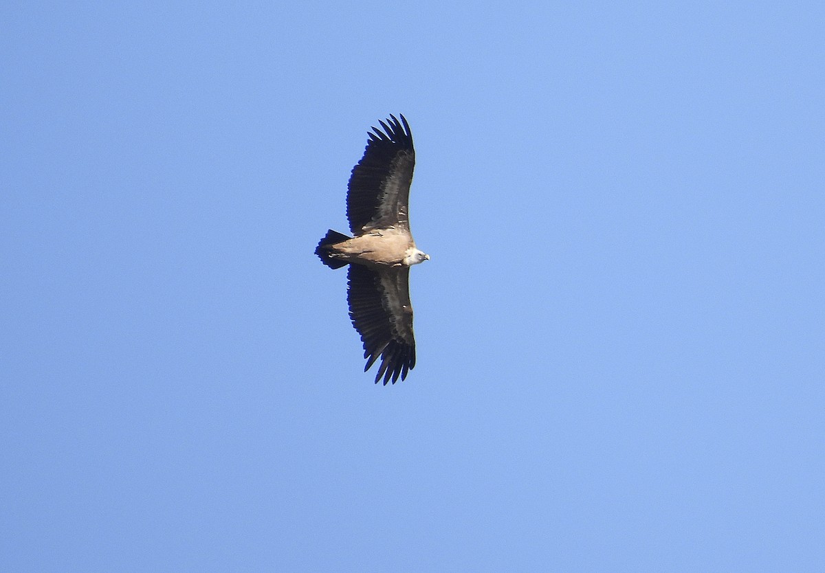 Eurasian Griffon - ML643463383