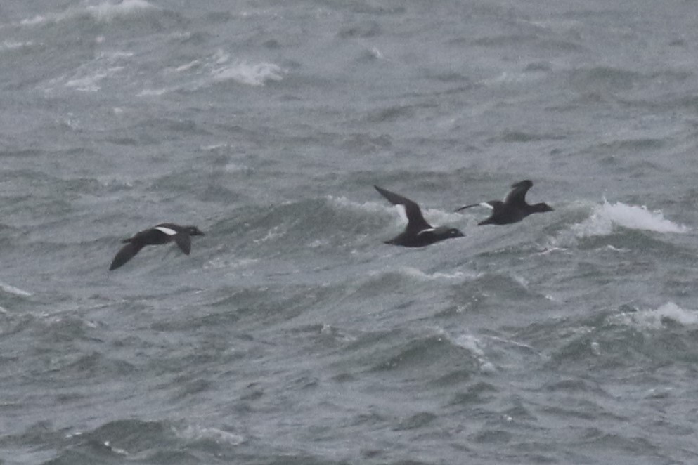 White-winged Scoter - ML643463384