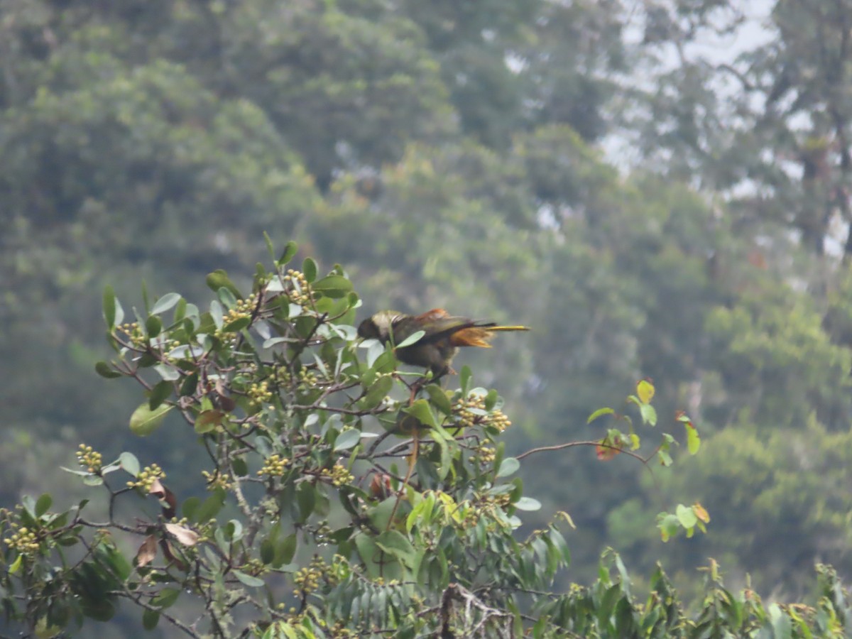 Dusky-green Oropendola - ML643463388