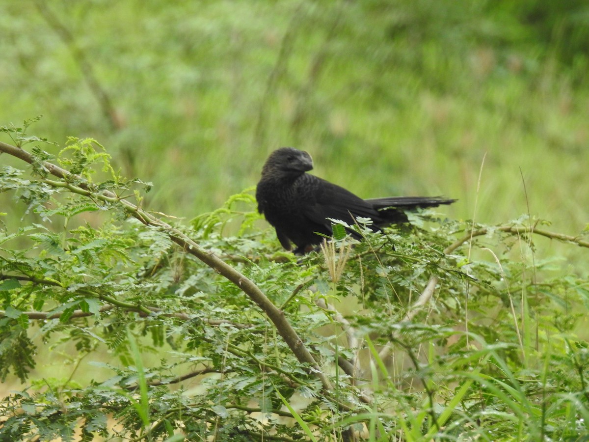 Smooth-billed Ani - ML643463396